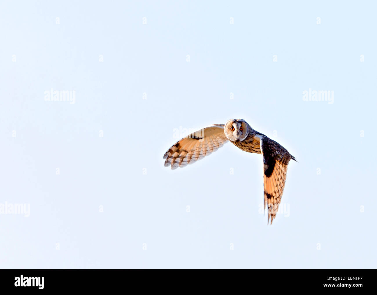 Waldohreule (Asio Otus), im Flug, Norwegen Troms Stockfoto