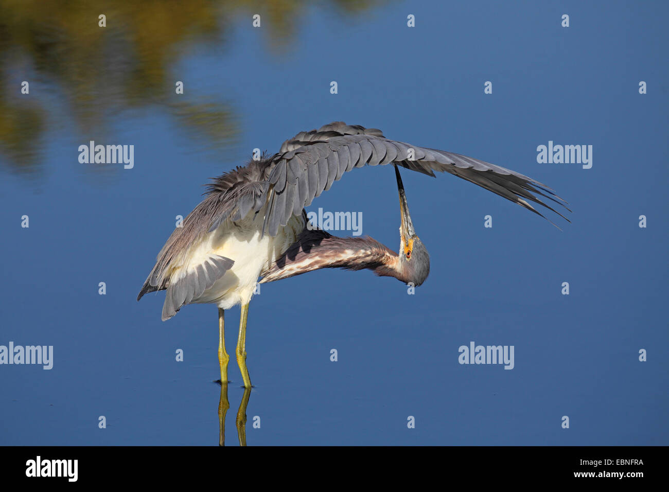 Louisiana Heron, dreifarbigen Heron (Egretta Tricolor), Reiher stehen im flachen Wasser und putzen, USA, Florida Stockfoto