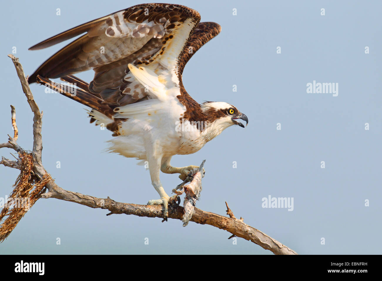 Fischadler, Fisch Hawk (Pandion Haliaetus), männliche fliegen aus einem Baum mit einem Fisch in der Krallen, USA, Florida Stockfoto