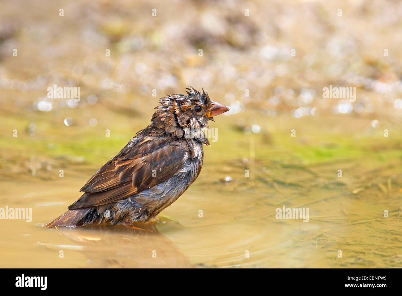 Haussperling (Passer Domesticus), weibliche Baden in einen nassen Fleck, Bulgarien Stockfoto