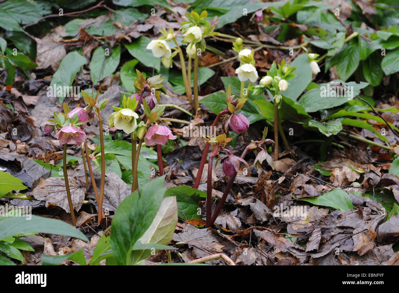 Nieswurz (Helleborus spec.), blühen Stockfoto