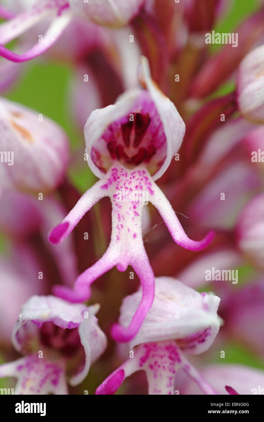 Affe Orchidee (Orchis Simia), Einzelblüten, Deutschland Stockfotografie -  Alamy