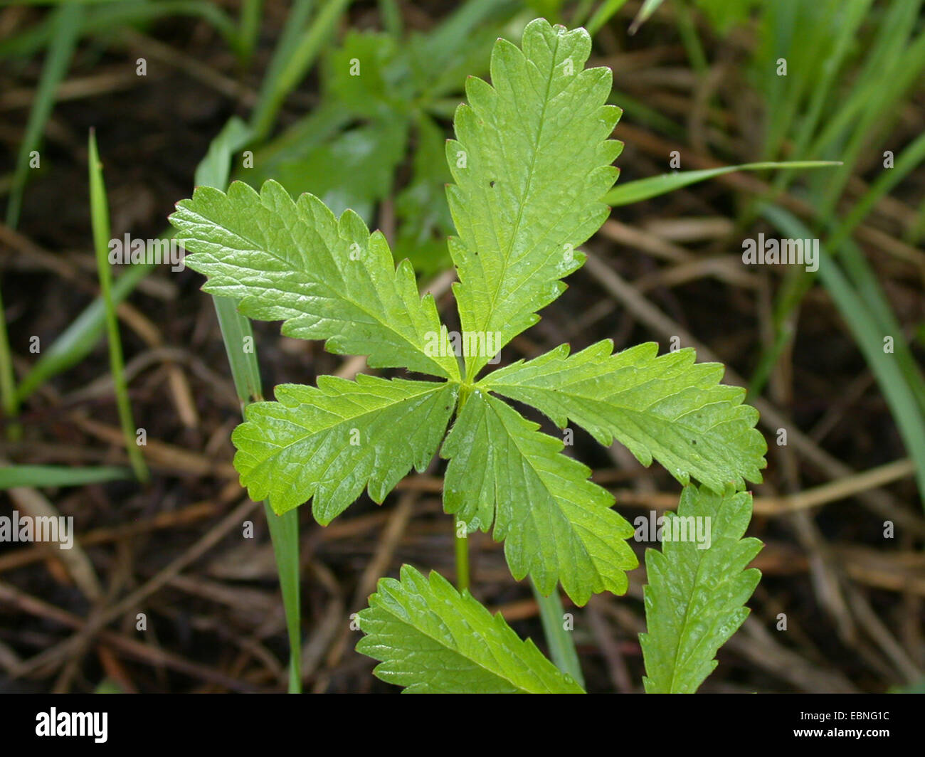 portugiesischer kirschlorbeer kaufen 150 cm Portugiesischer Kirschlorbeer (Prunus lusitanica 'Angustifolia') | 150-175  cm im Topf main image 0