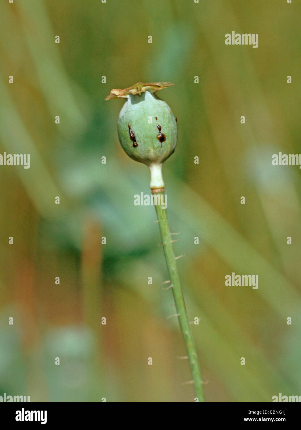 Opium Mohn (Papaver Somniferum), Samen Schiff mit latex Stockfoto