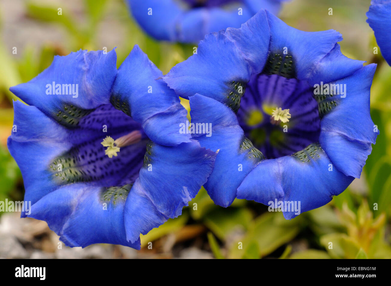 Gentiana Clusii (Gentiana Clusii), Blumen Stockfoto