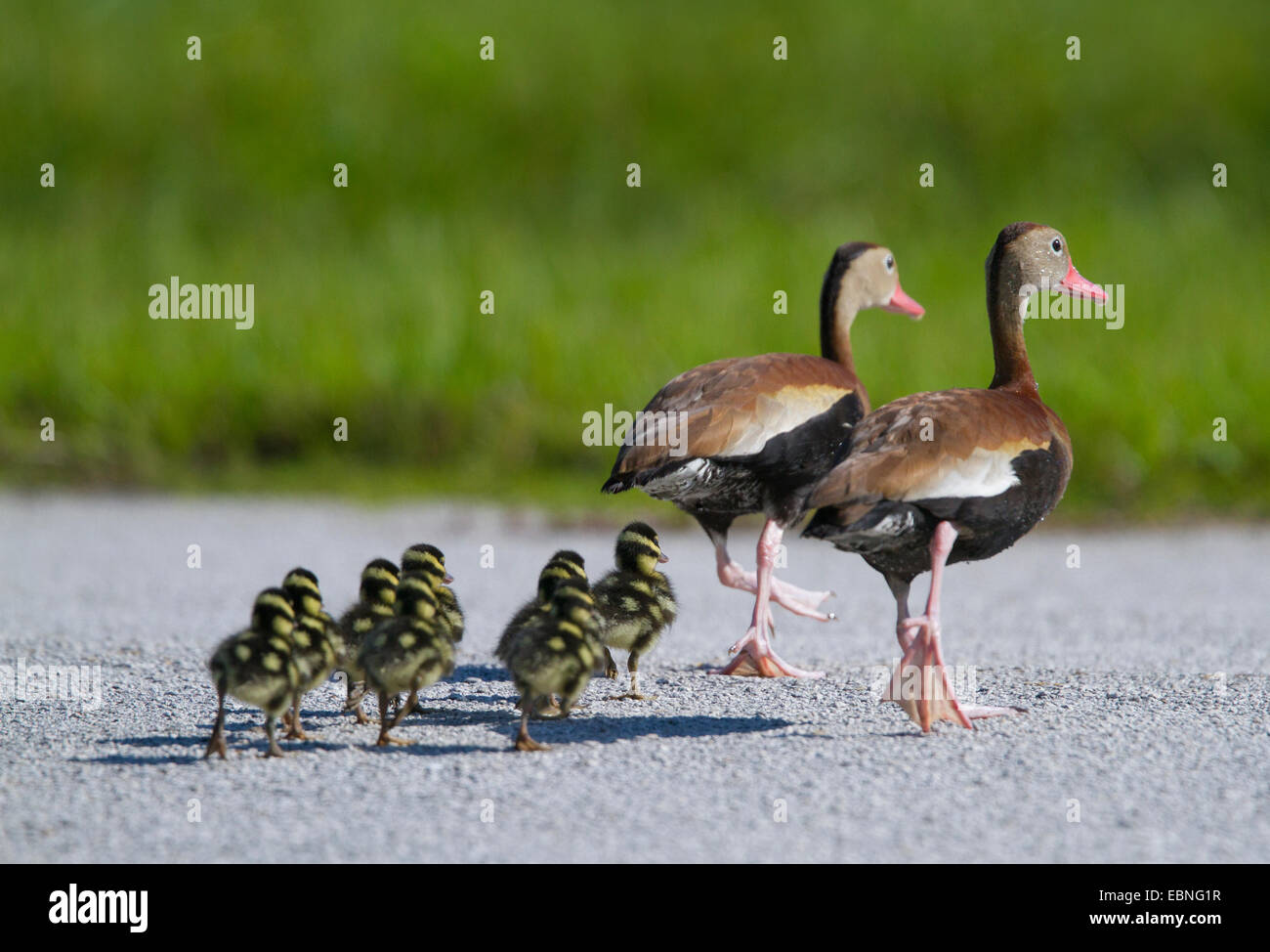 SCHWARZBÄUCHIGEN WHISTLING DUCK (Dendrocygna Autumnalis) paar mit Entenküken, die Straße überqueren, Venedig Rookery, Florida, USA. Stockfoto
