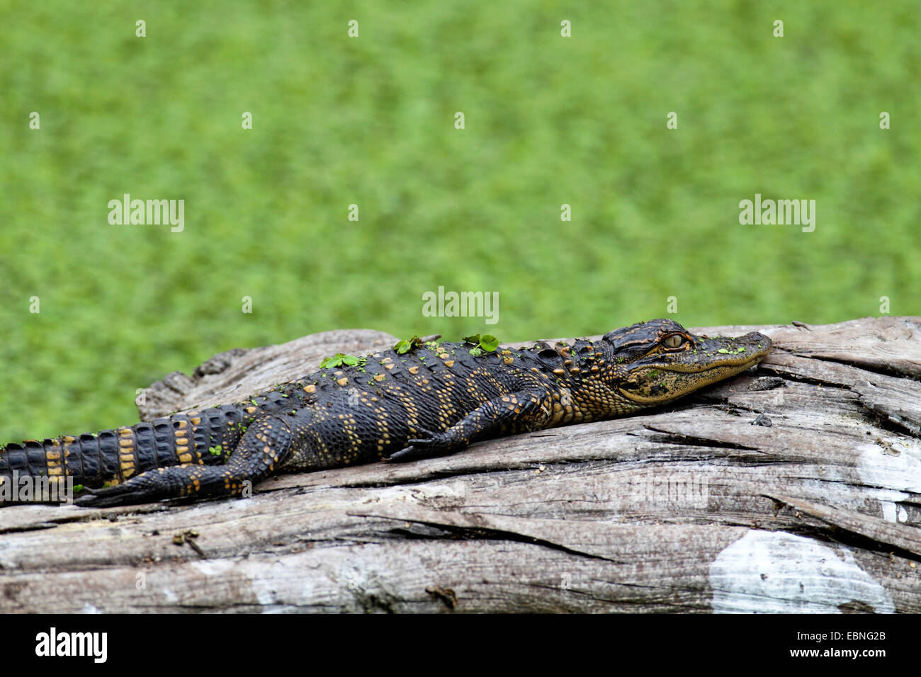 Amerikanischer Alligator (Alligator Mississippiensis), junger Alligator liegen an einem toten Baumstamm im Wasser, USA, Florida Stockfoto