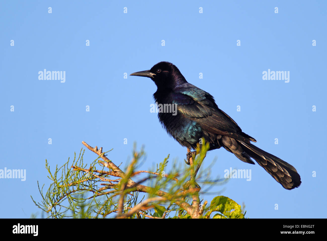 Boot-angebundene Grackle (Quiscalus großen) Mann sitzt auf einem Zweig, USA, Florida Stockfoto