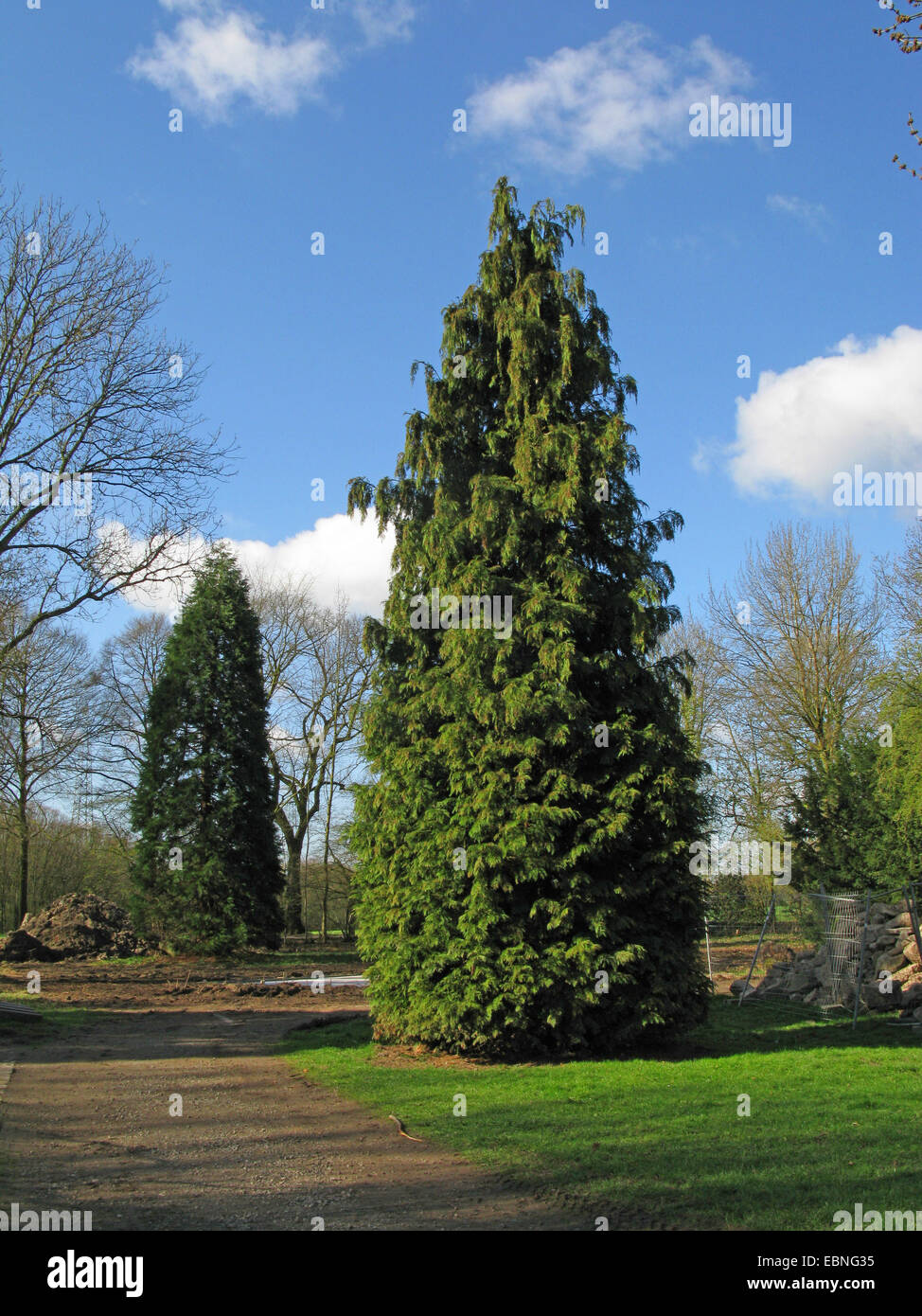 Lawson Zypresse, Port Orford Zeder (Chamaecyparis Lawsoniana), Baum in einem Park, Gigant Sequoia im Hintergrund, Deutschland Stockfoto