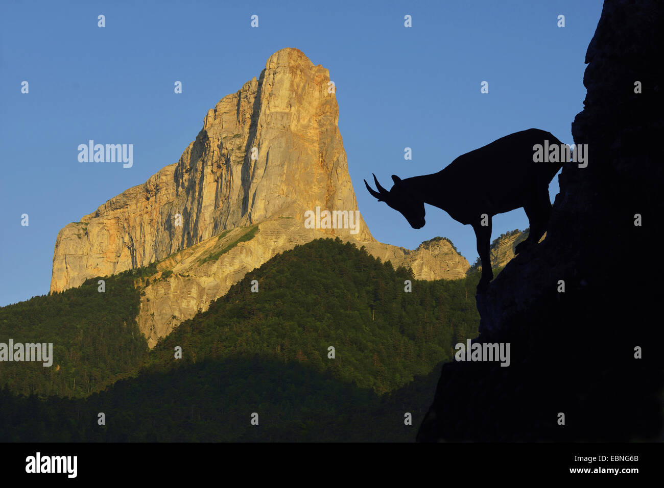 Alpensteinbock (Capra Ibex, Capra Ibex Ibex), im Nationalpark Mont Aiguille, Frankreich, Vercors Stockfoto