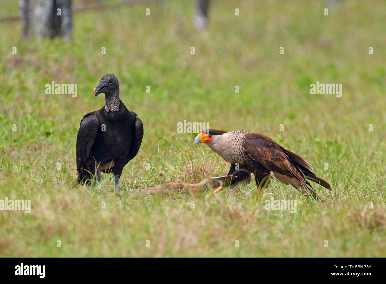 gemeinsamen Karakara (Caracara Plancus), sitzt zusammen mit einem schwarzen Geier auf ein totes Reh, USA, Florida Stockfoto