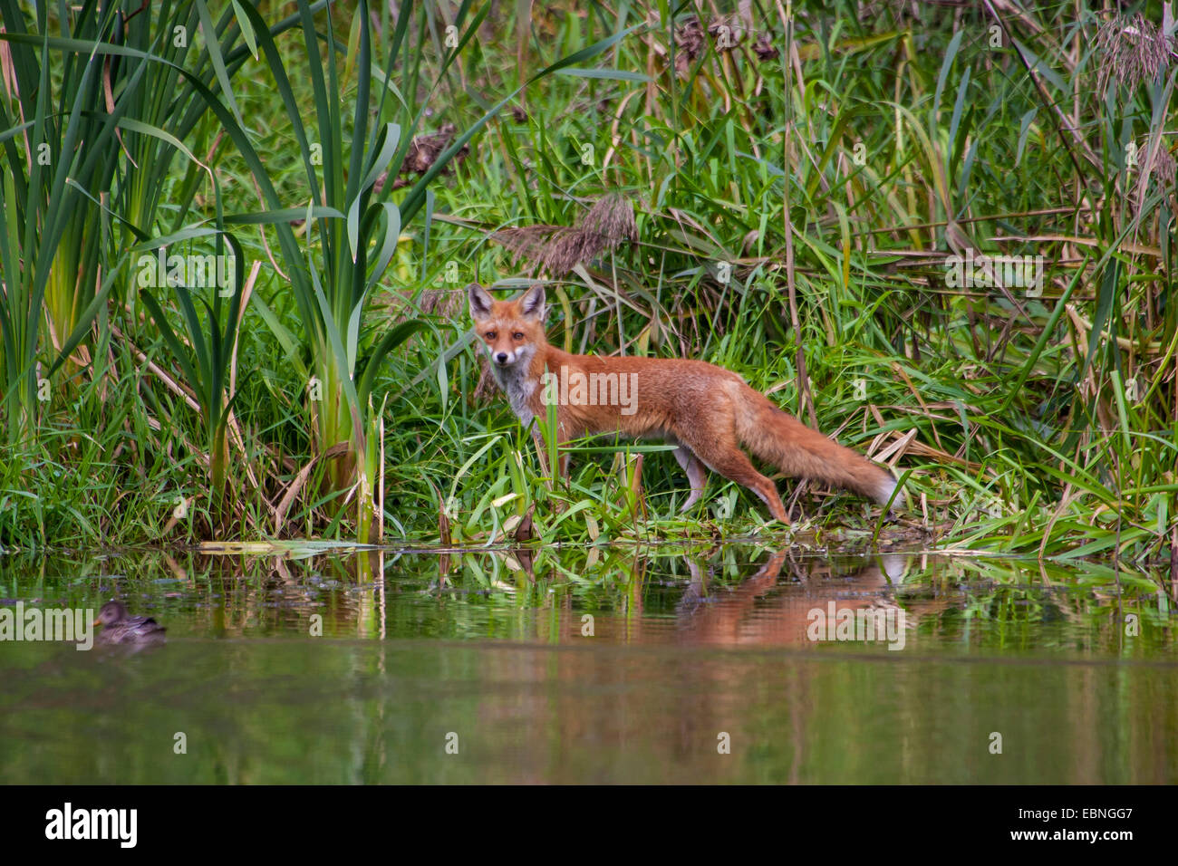 Rotfuchs (Vulpes Vulpes), direkt am Wasser stehen und beobachtete eine Ente auf dem Wasser, Schweiz, Bodensee Stockfoto