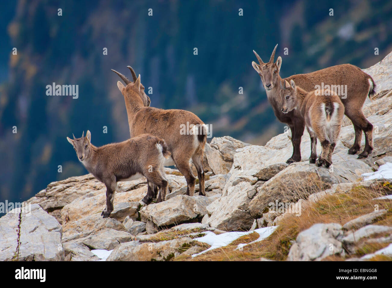 Alpensteinbock (Capra Ibex, Capra Ibex Ibex), Weibchen mit ihren Jungtieren im Herbst, Schweiz, Toggenburg, Chaeserrugg Stockfoto