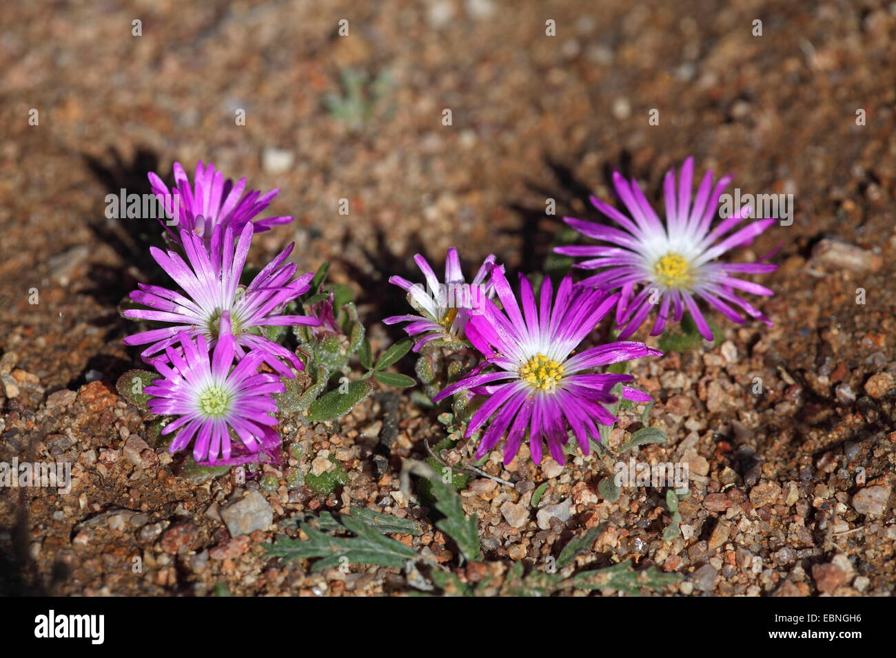 Behaarte Dewflower Rosea Eis Pflanze (Drosanthemum Hispidum), blühende Pflanzen, Südafrika, Namaqua Nationalpark Stockfoto