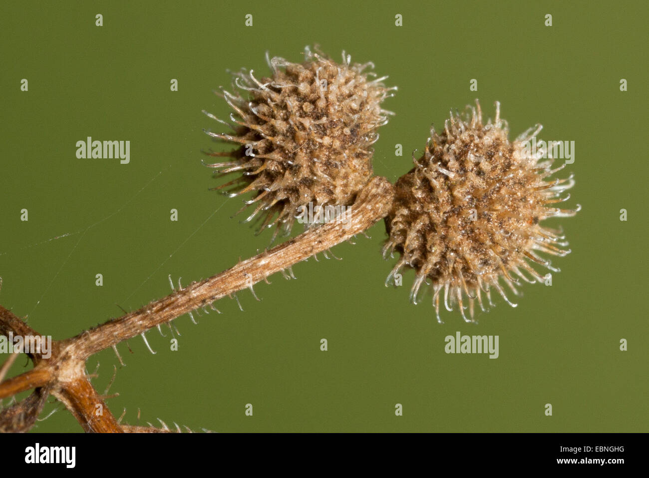 Hackmesser, Klettenlabkraut, Catchweed Labkraut (Galium Aparine), reife Frucht, Deutschland Stockfoto