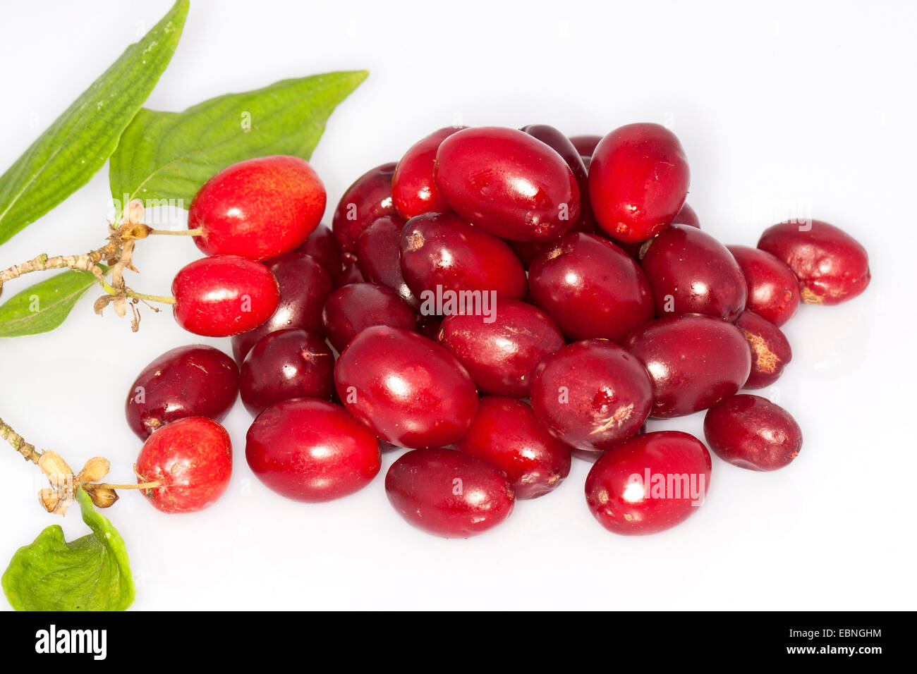 Cornelian Cherry Holz (Cornus Mas), gesammelten Früchten, Freisteller, Deutschland Stockfoto