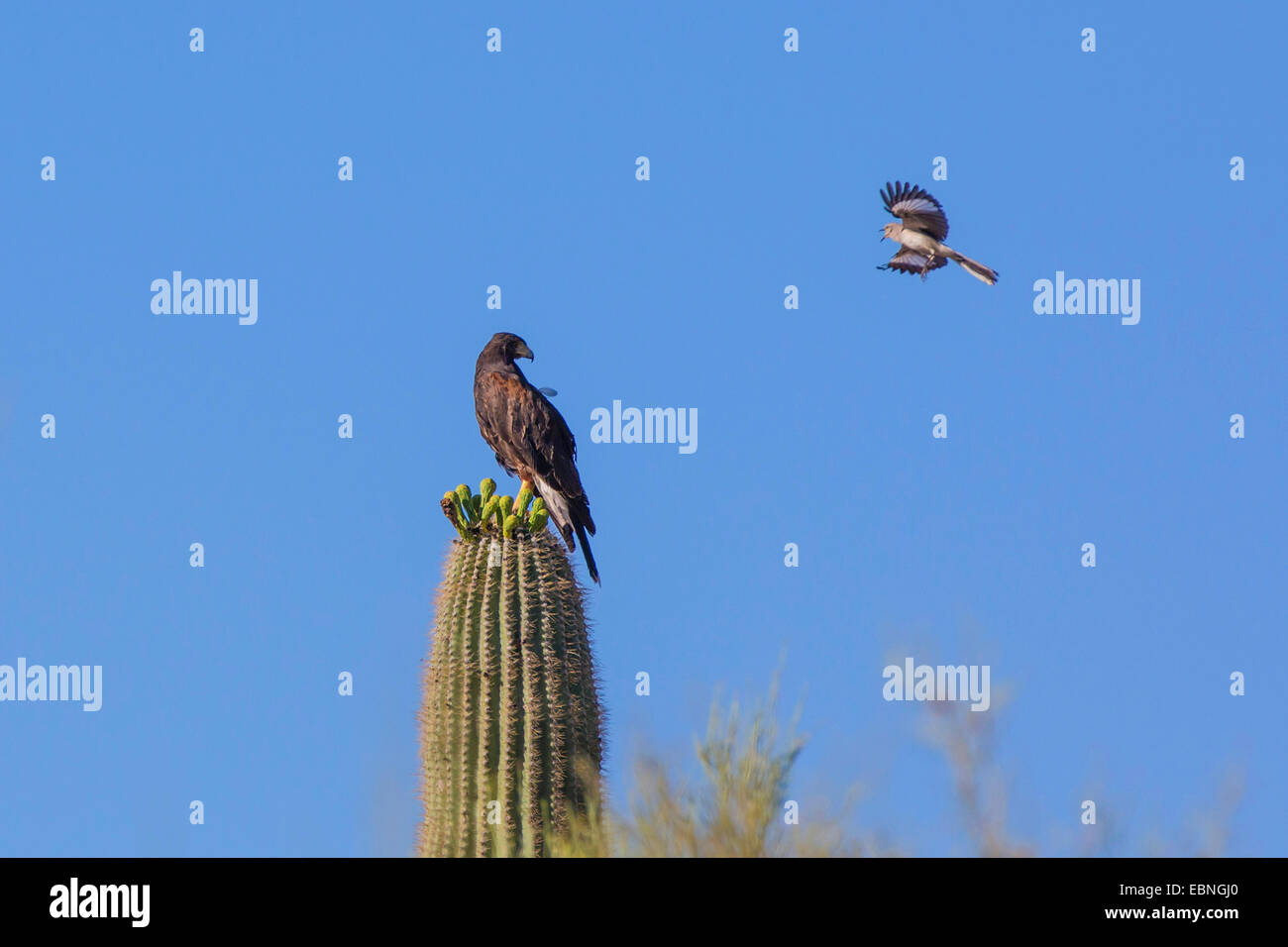 Nördliche Spottdrossel (Mimus Polyglottos), Angriff auf gemeinsame Black-Hawk, USA, Arizona, Sonora, Phoenix Stockfoto