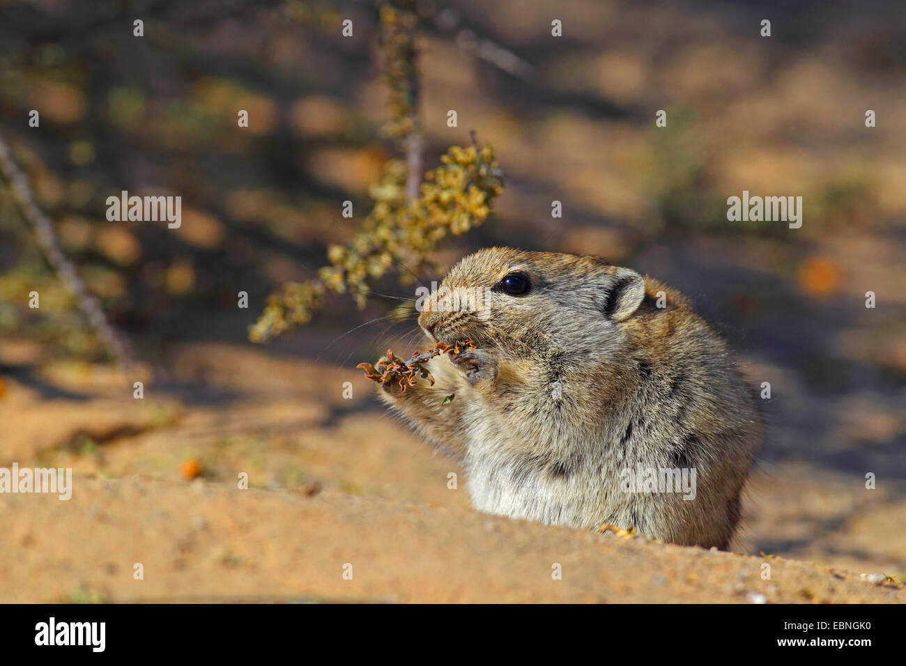 Brant die pfeifenden Ratte (Parotomys Brantsii), ist Pfeifen Ratte Stamm, Südafrika Kgalagadi Transfrontier National Park Essen. Stockfoto