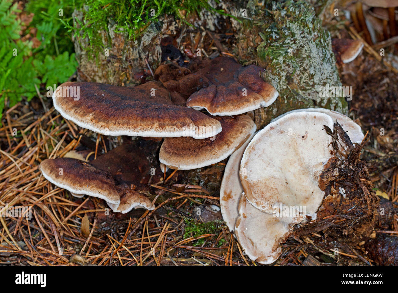 Benzoe-Halterung (Ischnoderma Benzoinum, Lasiochlaena Benzoina), auf einen Baum Haken, Deutschland Stockfoto