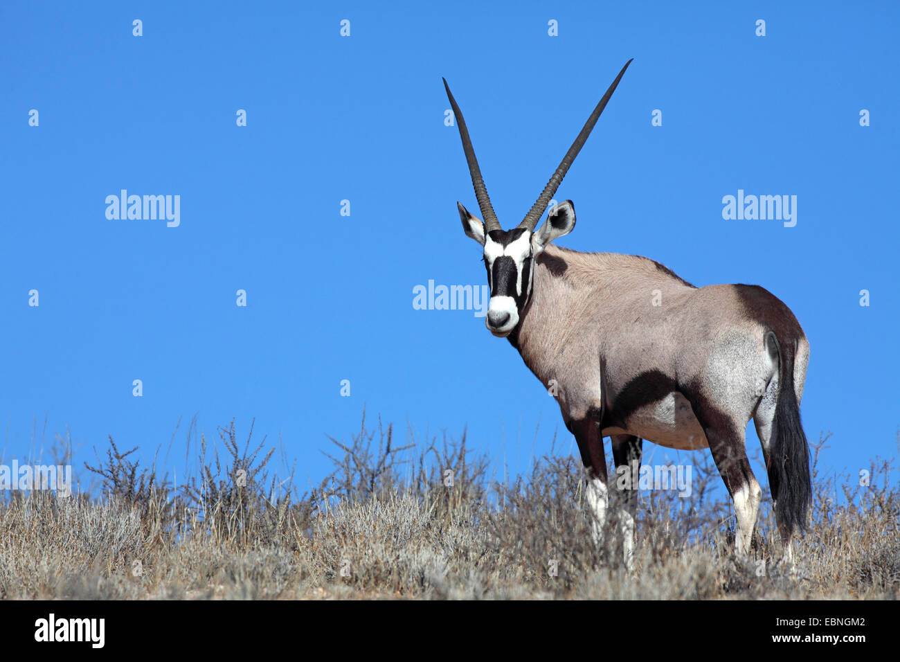 Gemsbock, Beisa (Oryx Gazella), Gemsbock steht auf einer Düne vor dem blauen Himmel, Südafrika Kgalagadi Transfrontier National Park Stockfoto