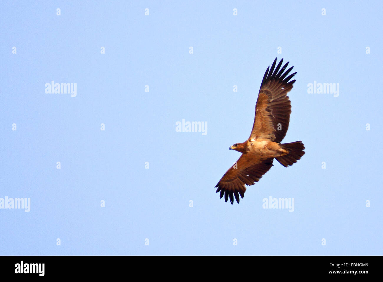 Tawny Adler (Aquila Rapax), fliegen unreifen Vogel, Südafrika Kgalagadi Transfrontier National Park Stockfoto