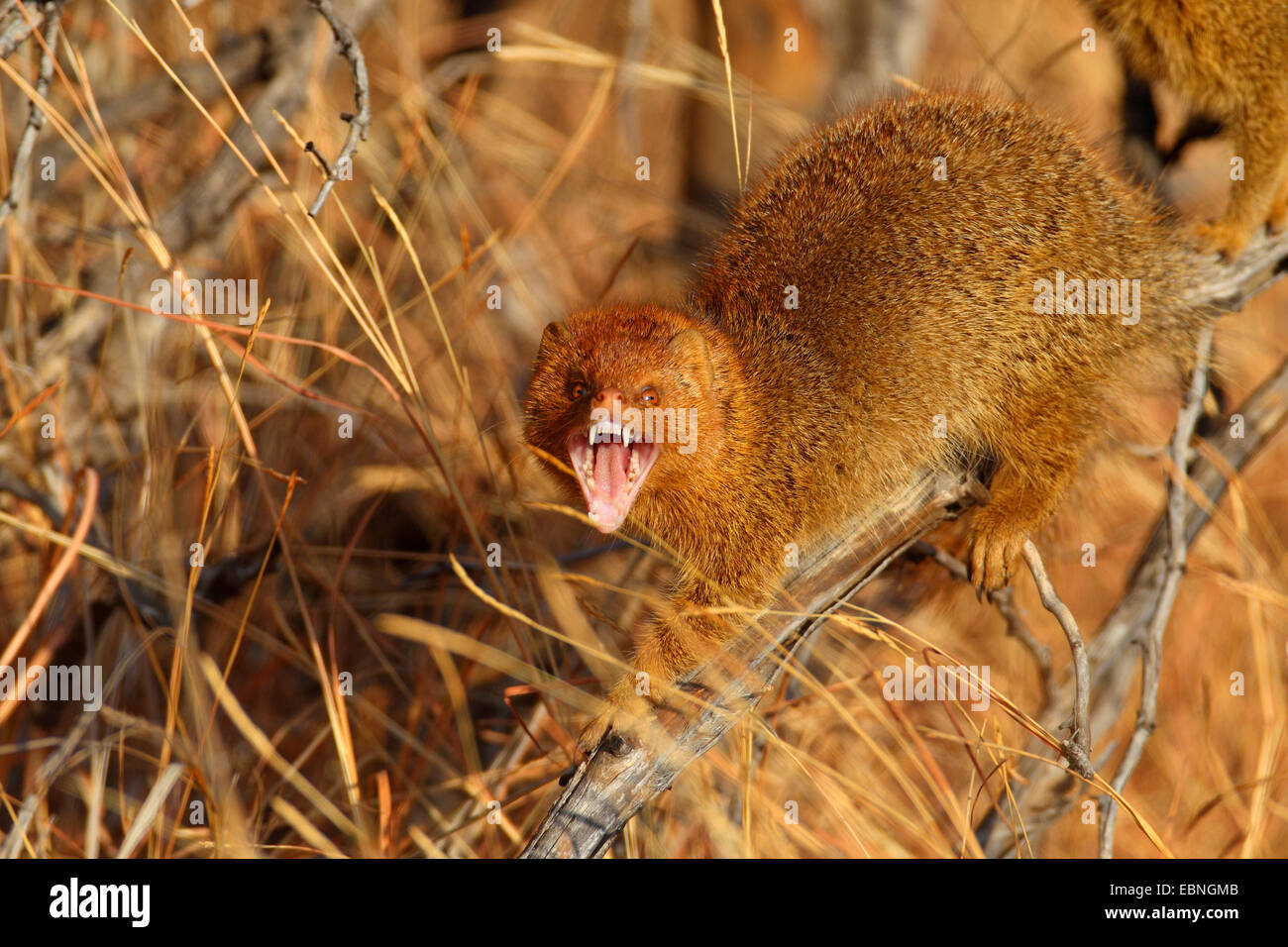 schlanke Manguste (Galerella sanguineaund), sitzt auf einem Stiel im Morgen Sonne und gähnt, Südafrika, Pilanesberg National Park Stockfoto