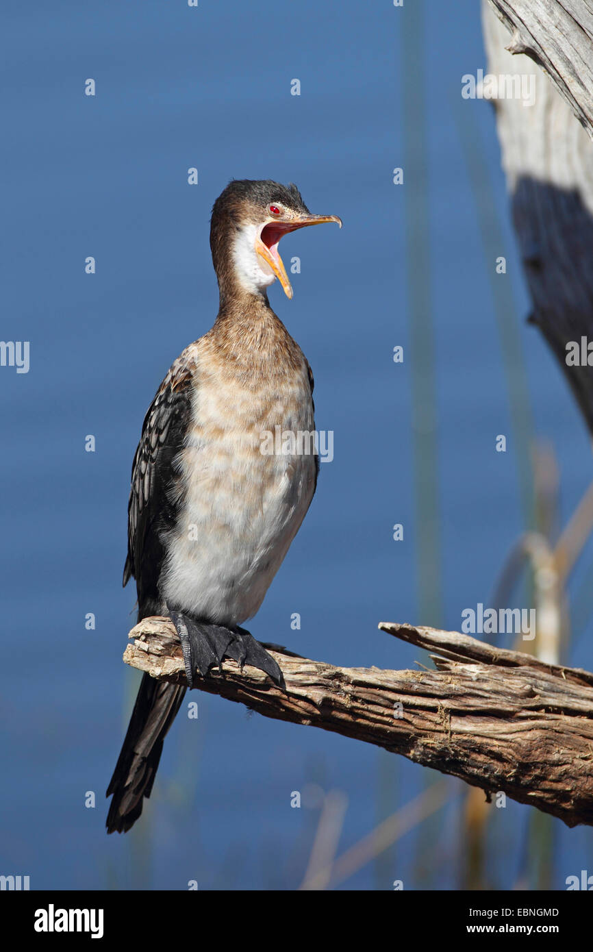 Reed Kormoran (Phalacrocorax Africanus), unreifen Vogel sitzt auf einem toten Baum und gähnt, Südafrika, Pilanesberg Nationalpark Stockfoto