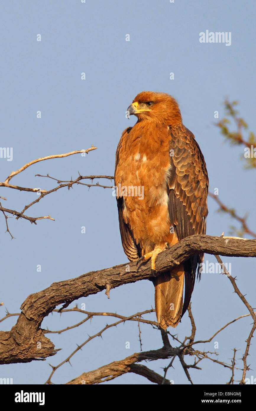 Tawny Adler (Aquila Rapax), sitzt in einem Baum, Südafrika, Kgalagadi Transfrontier National Park Stockfoto
