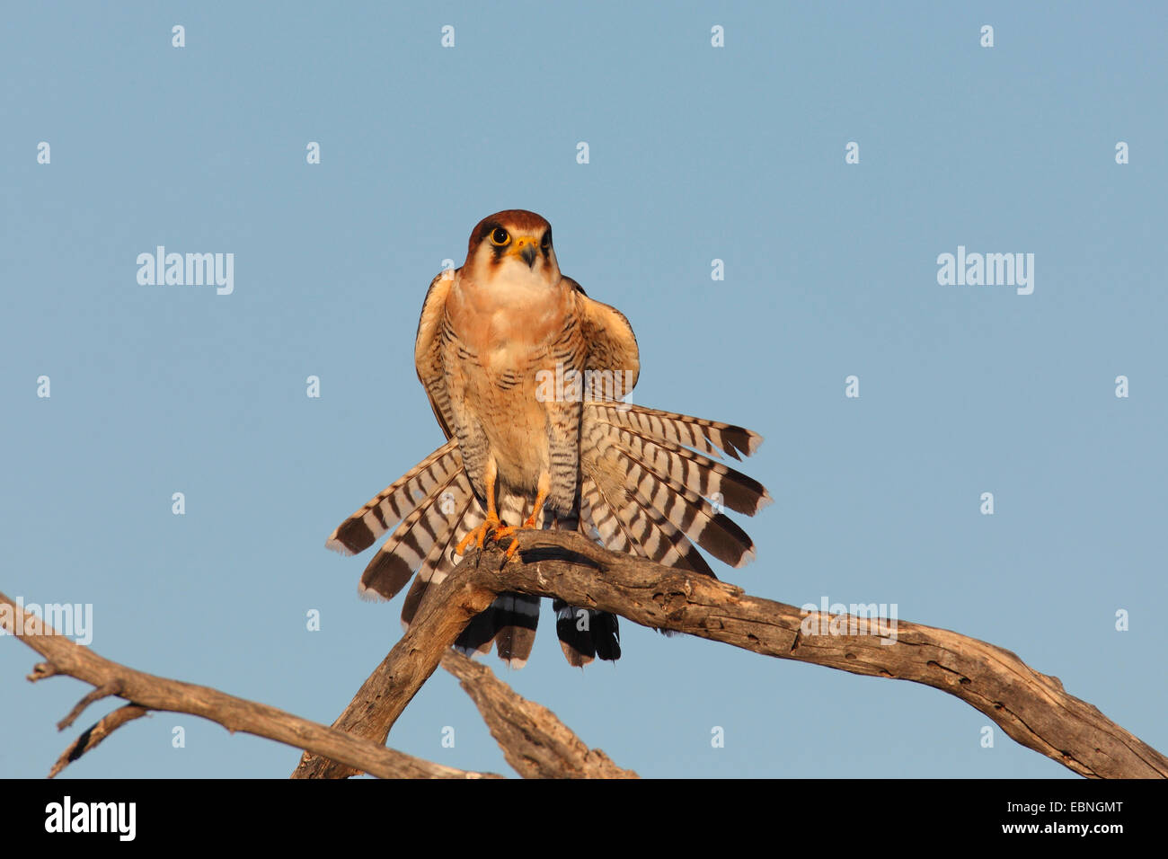 Rothaarige Falke (Falco Chicquera), sitzt auf einem abgestorbenen Baum und breitet sich der Schweif Federn, Südafrika, Kgalagadi Transfrontier National Park Stockfoto