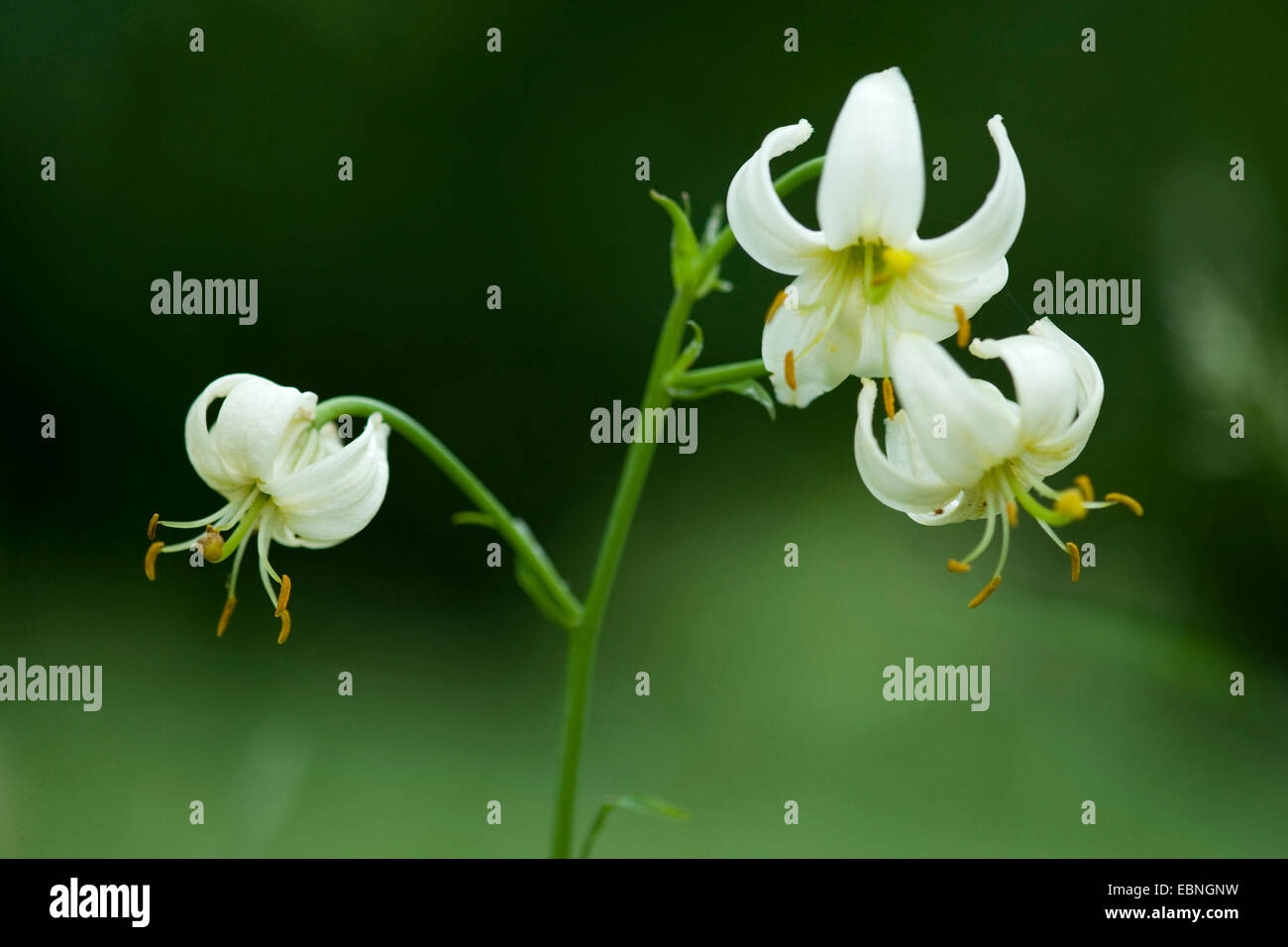 Martagon-Lilie, lila Turk Kappe Lilie (Lilium Martagon), mit weißen Blüten, Deutschland Stockfoto