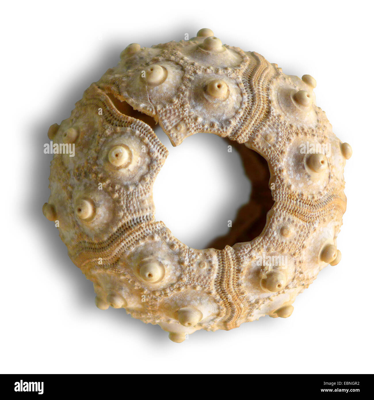 Seeigel (Cidaris spec.), Skelett von einem fossilen Seeigel Stockfoto