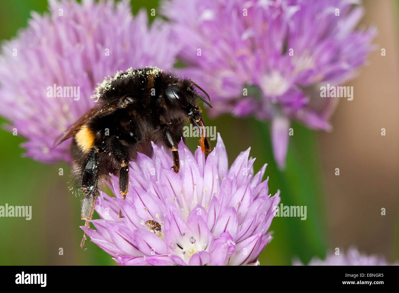 Buff-tailed Hummel (Bombus Terrestris) auf Schnittlauch Blüte, Deutschland Stockfoto