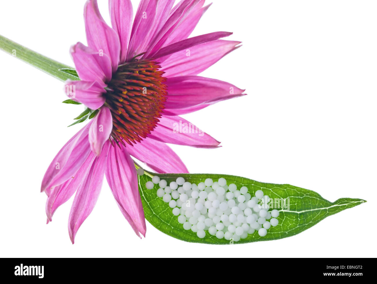 östlichen Sonnenhut (Echinacea Purpurea), Blüte und Blatt mit homöopathischen Globuli Stockfoto