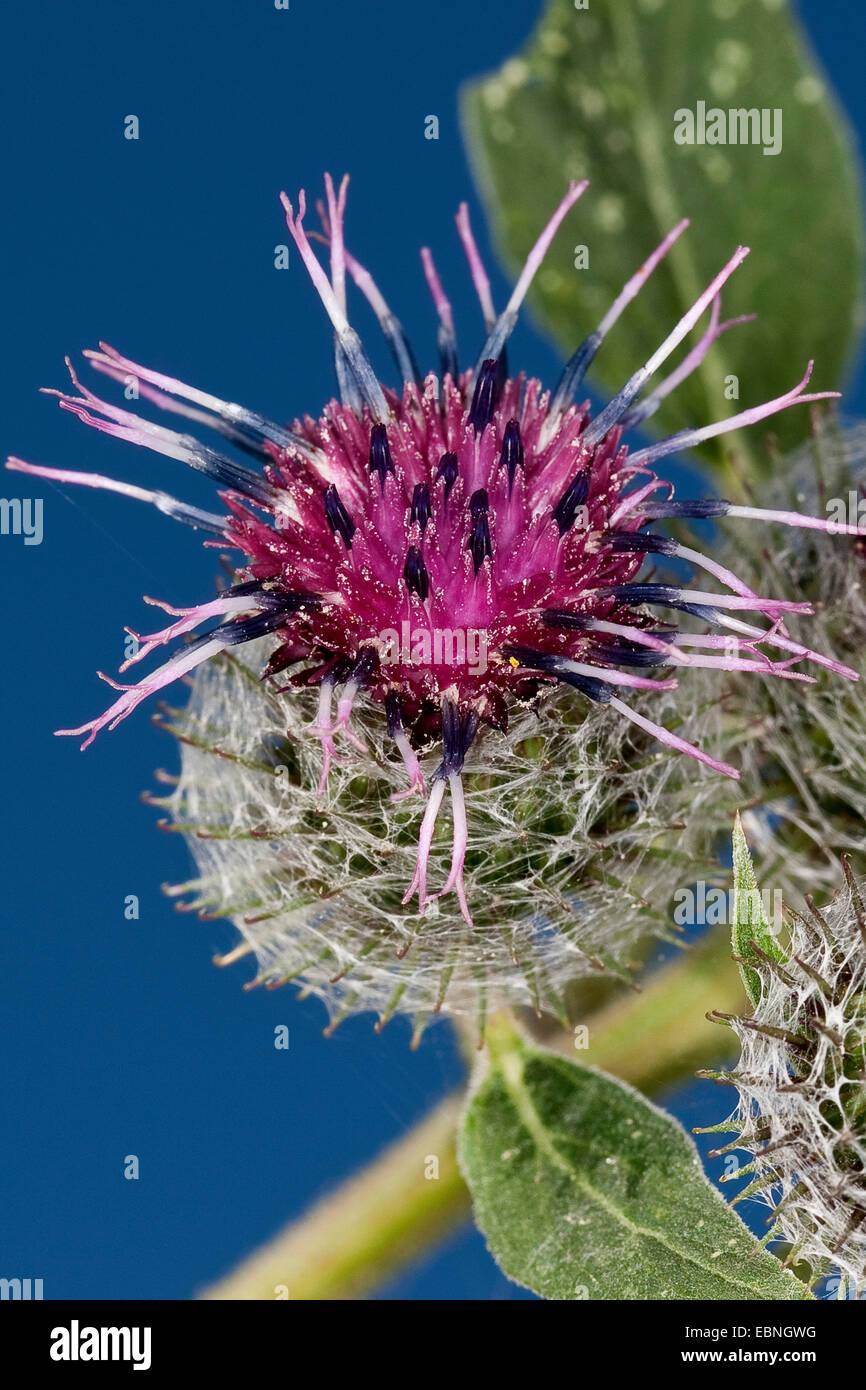 Wollige Klette, behaarte Klette, Klette, Bardane (Arctium Hornkraut), Blütenstand, Deutschland Stockfoto