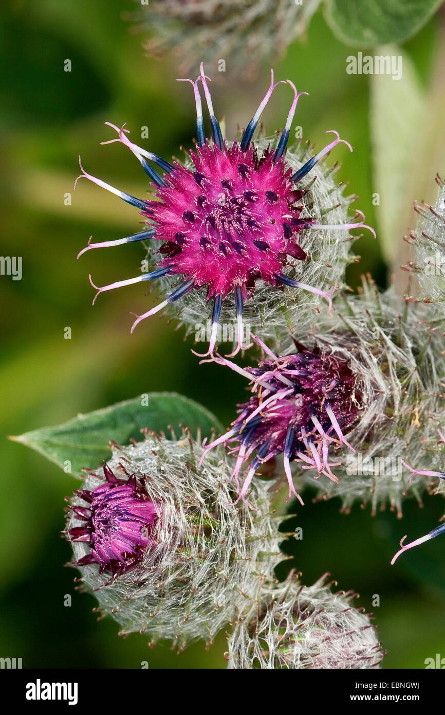 Wollige Klette, behaarte Klette, Klette, Bardane (Arctium Hornkraut), Blütenstände, Deutschland Stockfoto