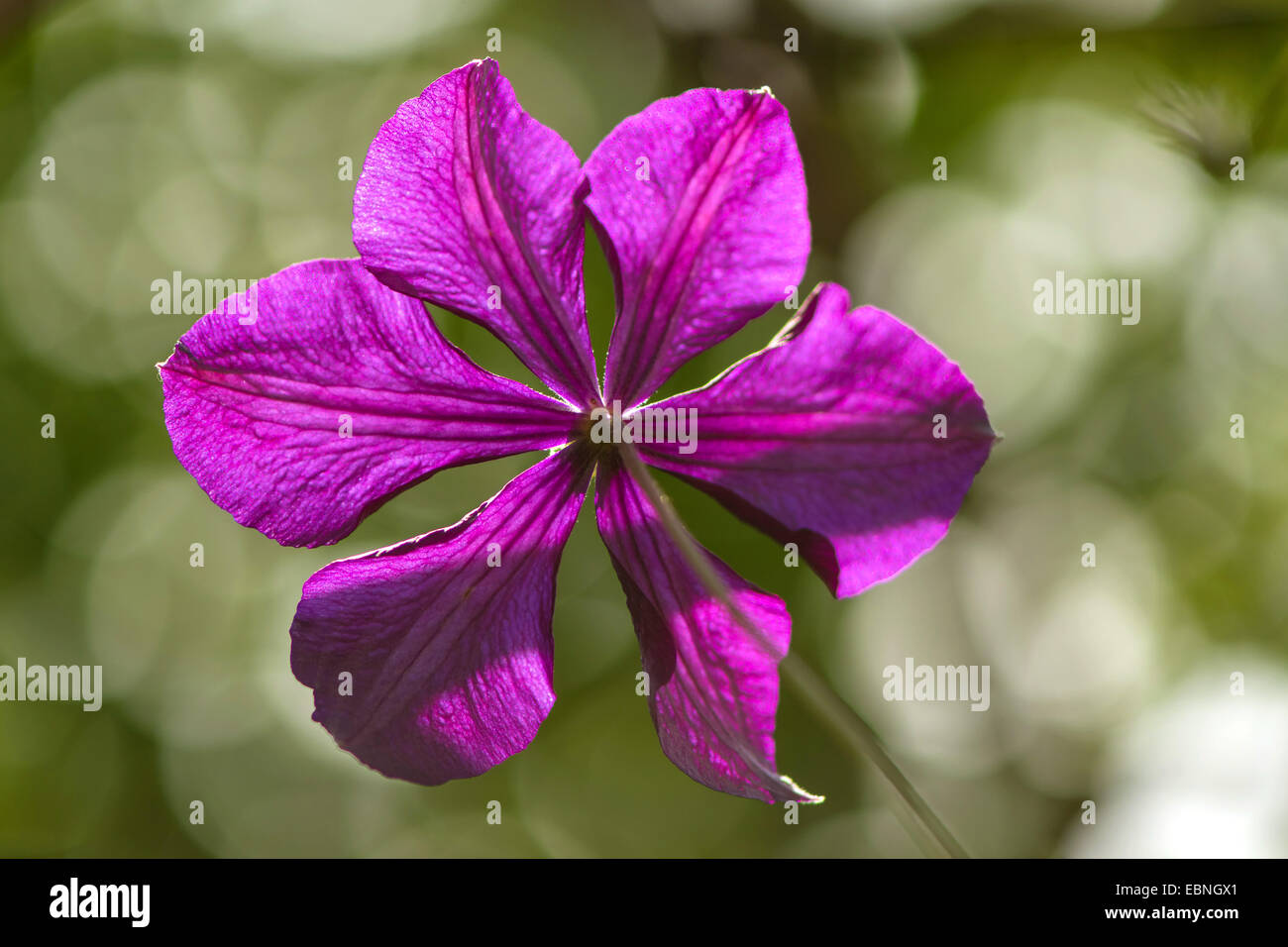 Blume der Clematis bei Gegenlicht Stockfoto