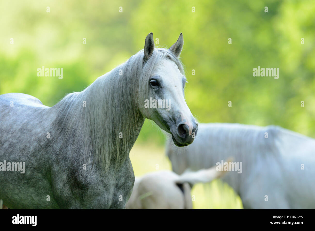 Connemara Pony (Equus Przewalskii F. Caballus), Portrait auf einer Koppel, Deutschland Stockfoto