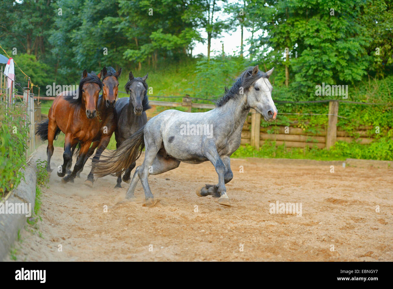 Connemara Pony (Equus Przewalskii F. Caballus), Connemara Pferde laufen auf einer Koppel, Deutschland Stockfoto