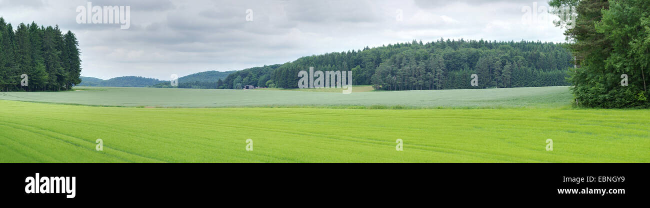 Panorama von Feldern und Hügeln im Frühjahr, Deutschland, Bayern, Oberpfalz Stockfoto