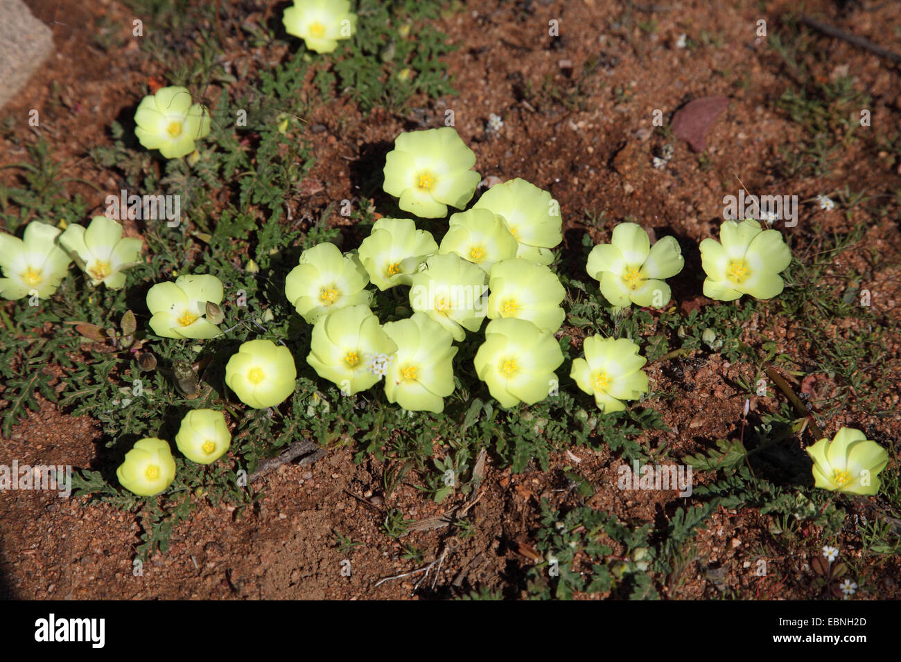Schlangenaale Duiker Wurzel (Grielum Humifusum), Blumen auf den Boden, Südafrika, Namaqua National Park Stockfoto