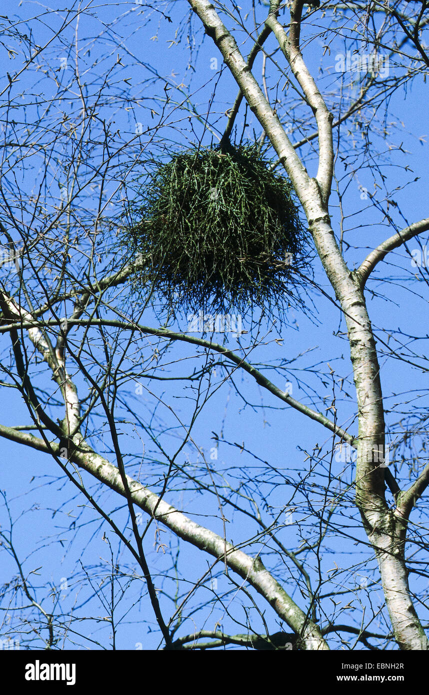 Birke-Besen (Taphrina Betulina), Hexenbesen auf eine Birke, verursacht durch einen Schlauchpilz Pilz, Deutschland Stockfoto