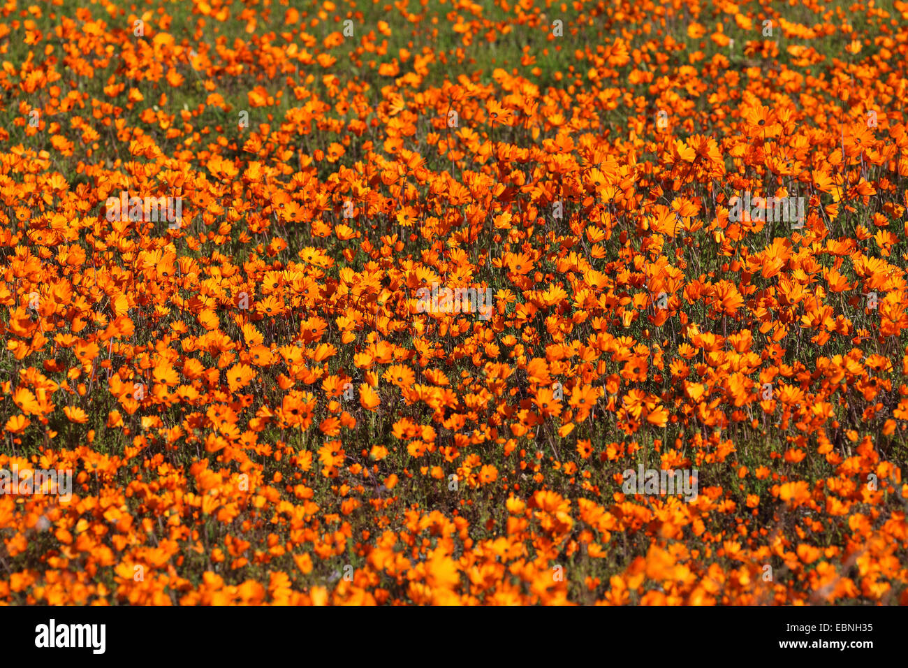 Namaqualand Daisy, Kap-Ringelblume (Dimorphotheca Sinuata), schwankend Daisys durch den Wind, verschwommen, Südafrika, Namaqua Nationalpark Stockfoto