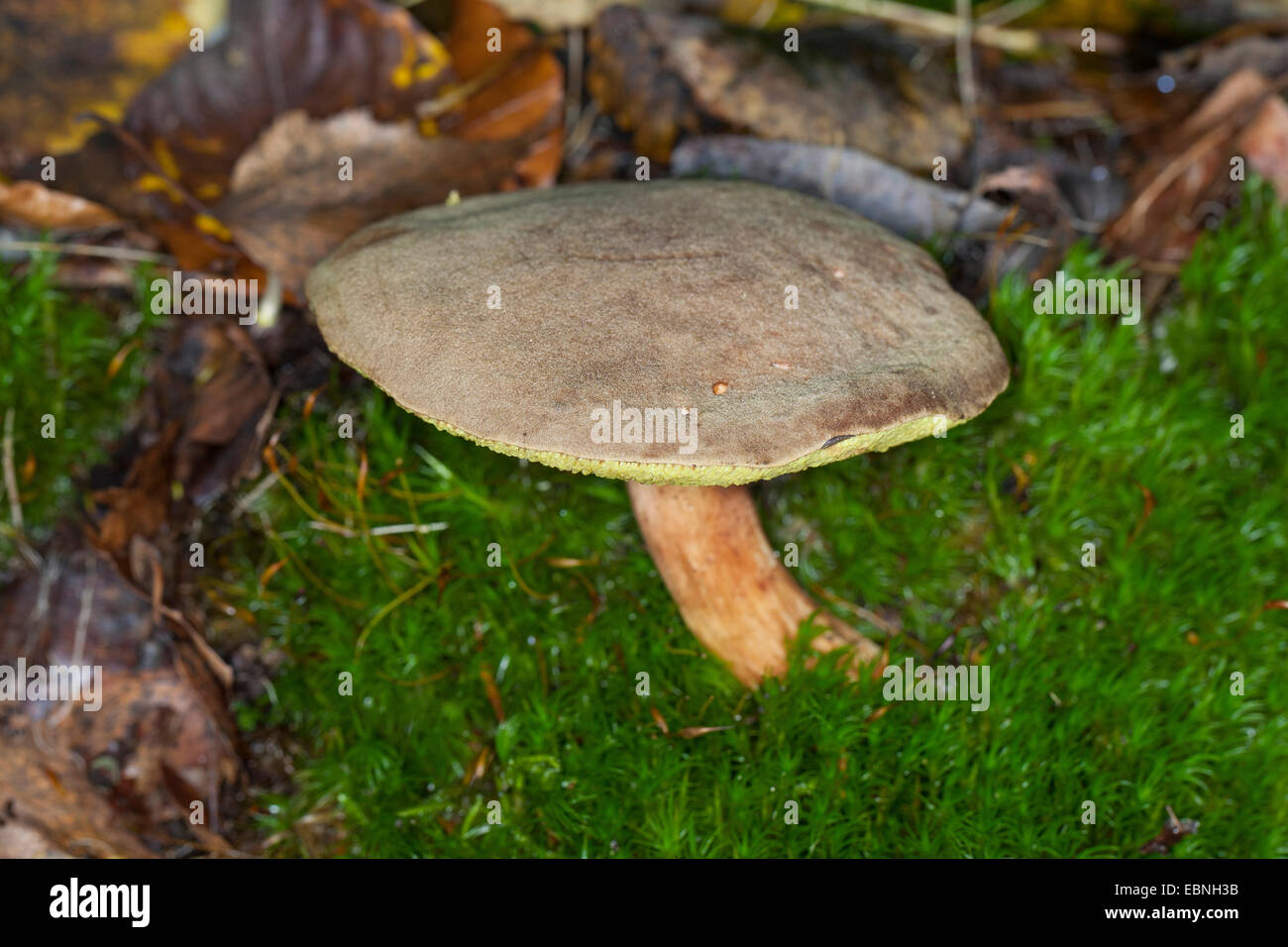 Wildleder Bolete, braun und gelb Bolet, Boring brown Bolete, gelb-geknackt Bolete (Xerocomus Ferrugineus, Boletus Ferrugineus, Xerocomus Subtomentosus var Ferrugineus Boletus Citrinovirens), einzigen Fruchtkörper in Moos auf Waldboden, Deutschland Stockfoto