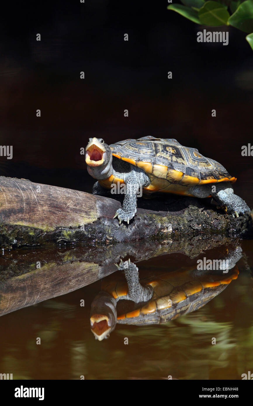 Diamondback Terrapin (Malaclemys Terrapin), sitzt mit offenem Mund auf ein Stück Holz, dass Lügen im Wasser, Spiegel, Bild, USA, Florida Stockfoto