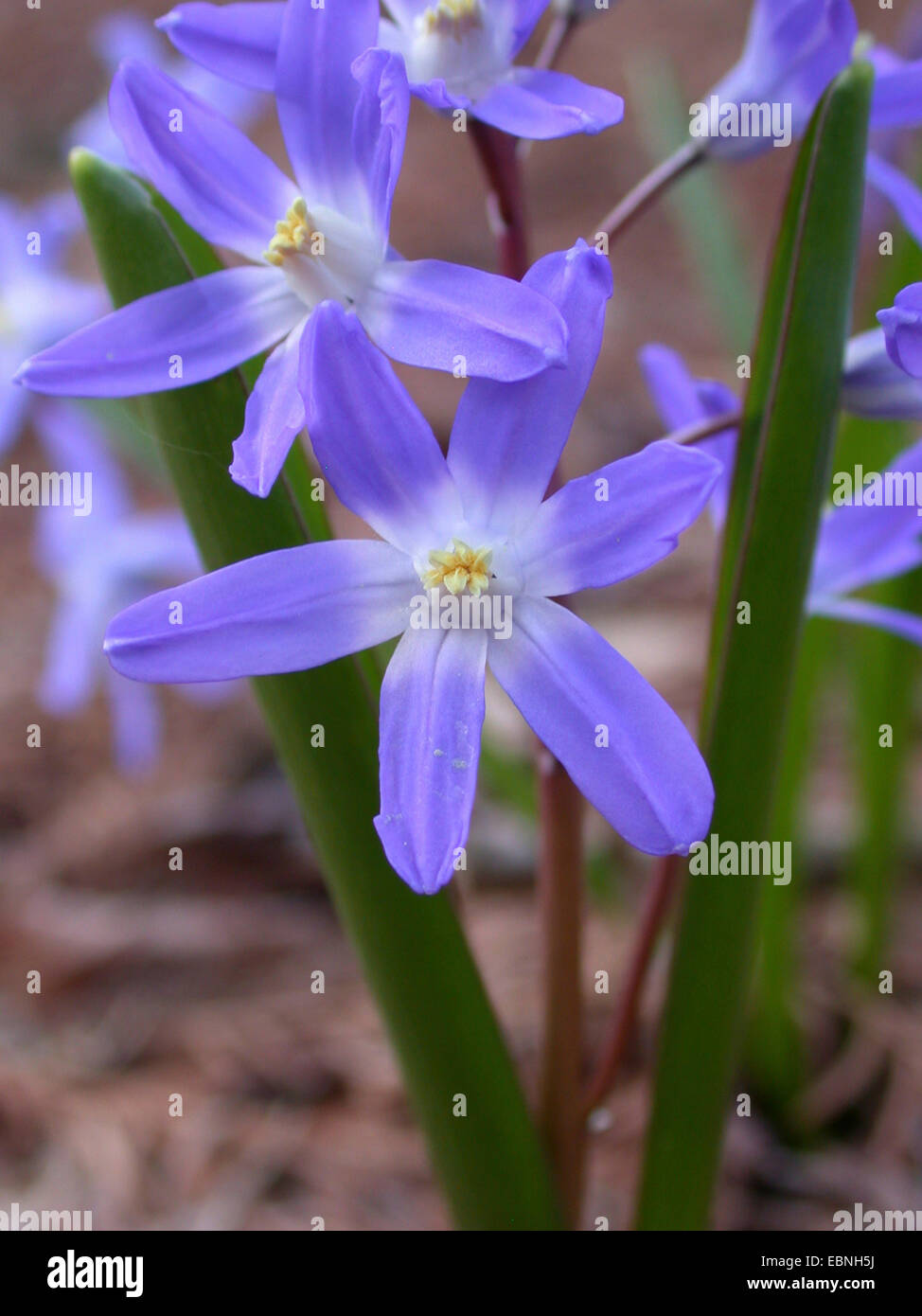Glory-of-the-Snow (Chionodoxa Forbesii, Scilla Forbesii), Blumen Stockfoto