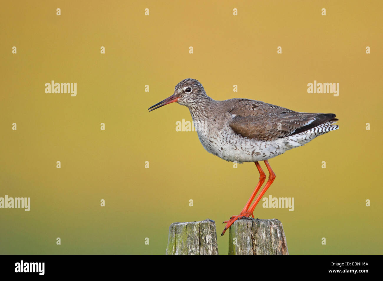 gemeinsamen Rotschenkel (Tringa Totanus), sitzt auf einem Zaunpfahl, Niederlande, Flevoland Stockfoto