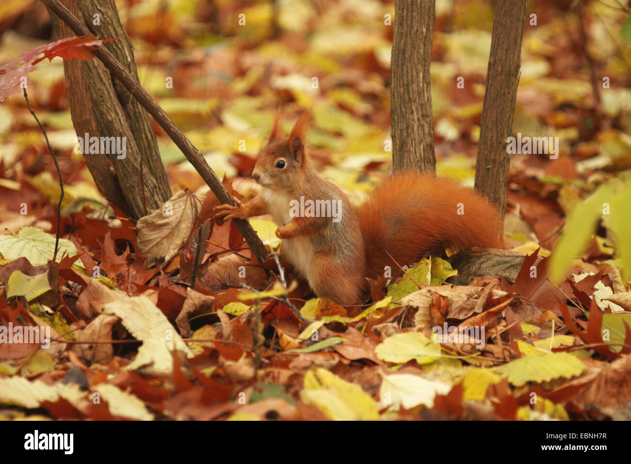 Europäische Eichhörnchen, eurasische rote Eichhörnchen (Sciurus Vulgaris), sitzen im Herbstlaub, Deutschland, Sachsen Stockfoto