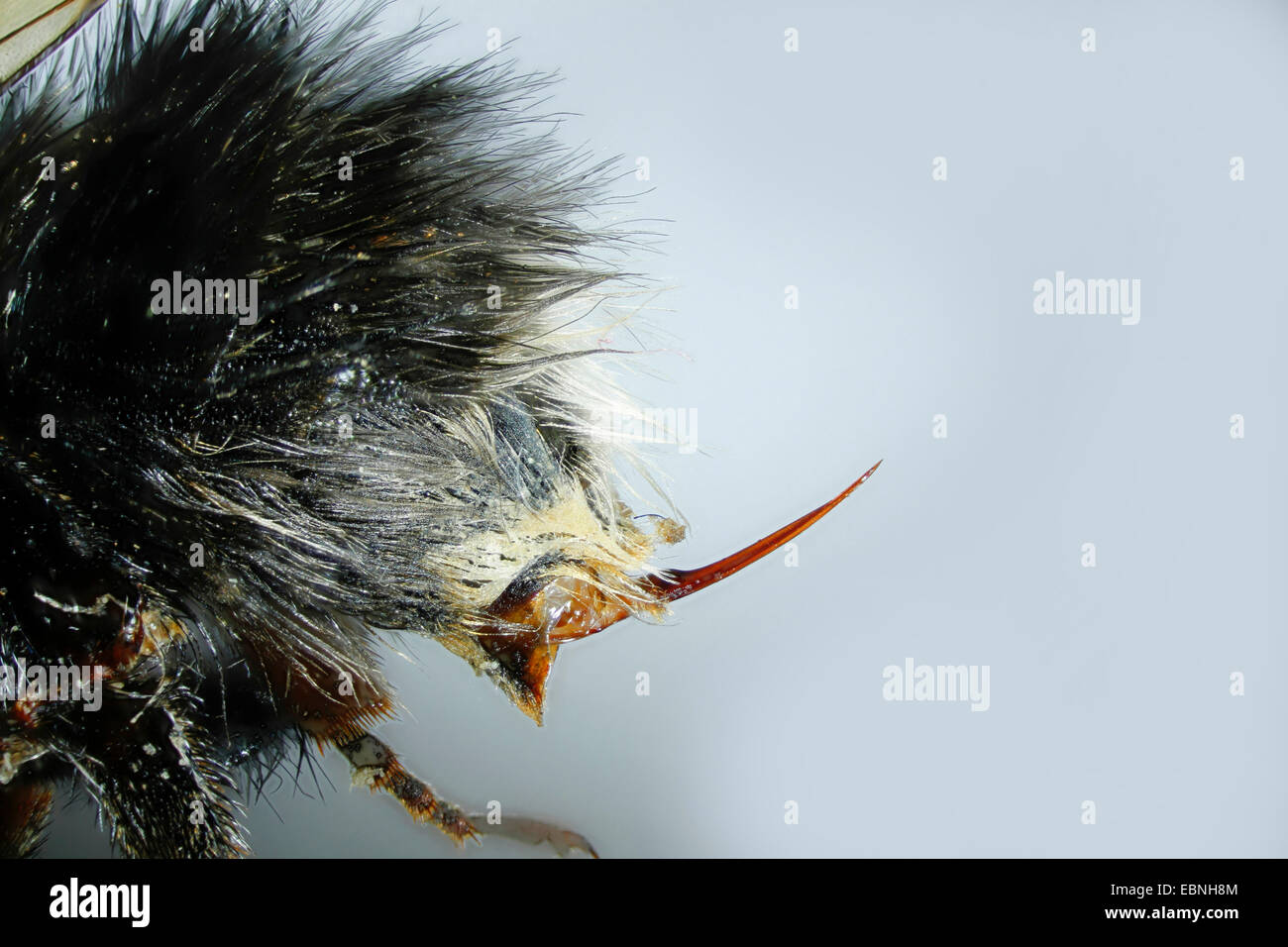 Baum, Bumblebee, neuen Garten Hummel (Bombus Hypnorum), Stinger, Deutschland, Mecklenburg-Vorpommern Stockfoto