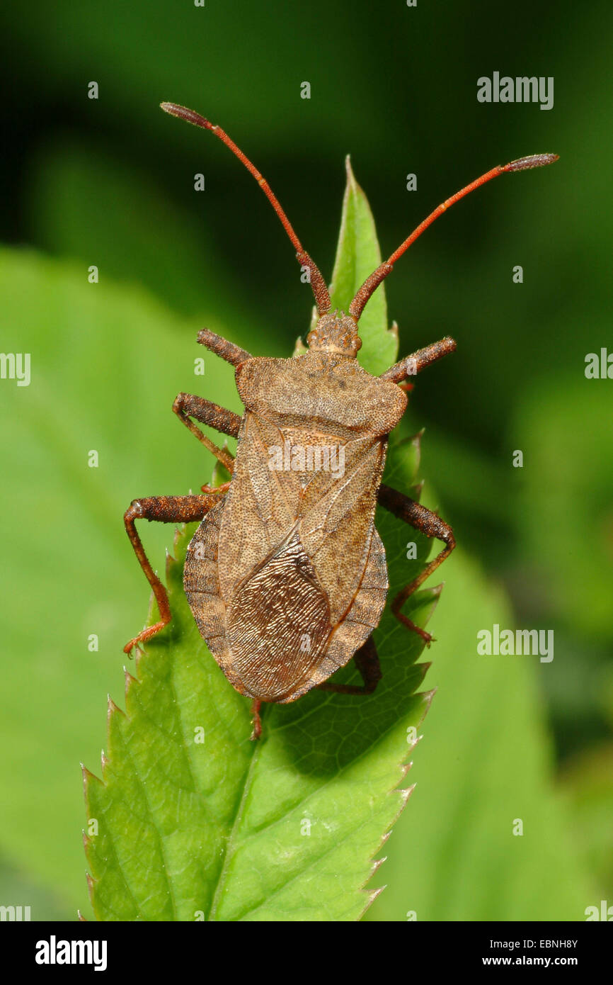 Squash-Bug (Coreus Marginatus, Mesocerus Marginatus), sitzt auf einem Blatt, Deutschland Stockfoto