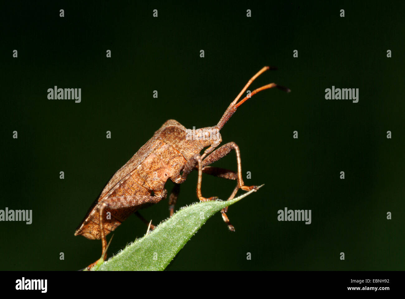 Squash-Bug (Coreus Marginatus, Mesocerus Marginatus), sitzt auf einem Blatt, Deutschland Stockfoto